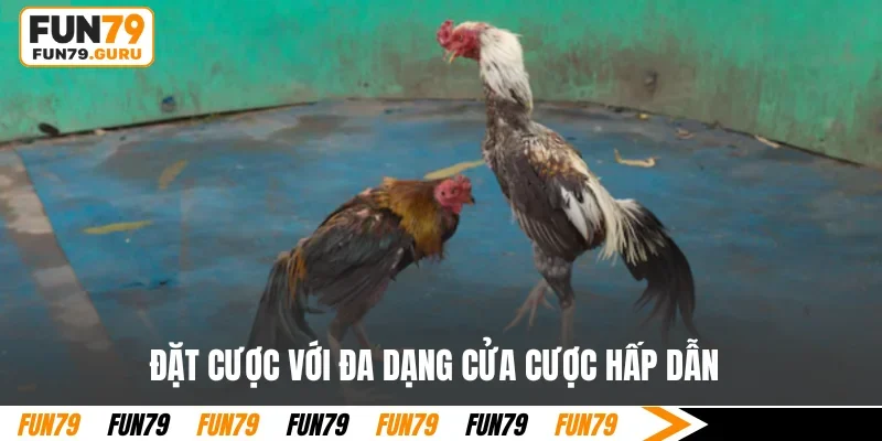 Đặt cược với đa dạng cửa cược hấp dẫn