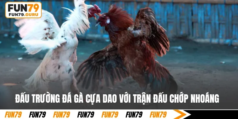 Đấu trường đá gà cựa dao với trận đấu chớp nhoáng