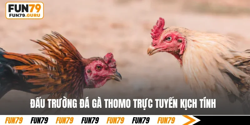 Đấu trường đá gà Thomo trực tuyến kịch tính