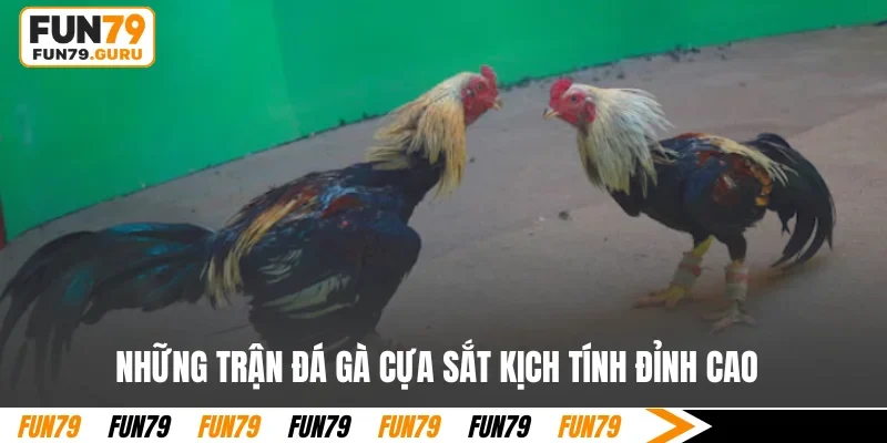 Những trận đá gà cựa sắt kịch tính đỉnh cao