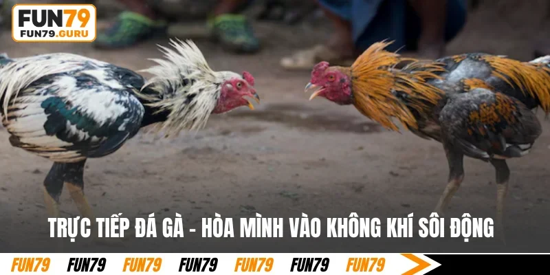 Trực tiếp đá gà tại FUN79