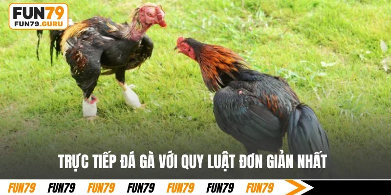 Trực tiếp đá gà với quy luật đơn giản nhất